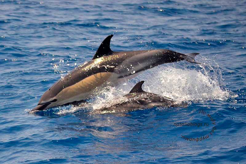 индивидуальные экскурсии на Тенерифе цены 2017, экскурсии на Тенерифе на русском языке, развлечения на Тенерифе, дельфины, киты, морские прогулки