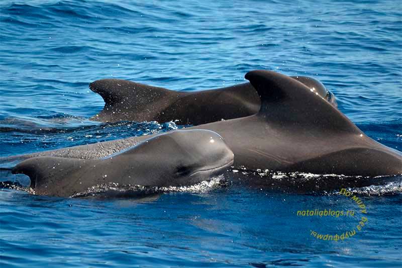 индивидуальные экскурсии на Тенерифе цены 2017, экскурсии на Тенерифе на русском языке, развлечения на Тенерифе, дельфины, киты, морские прогулки